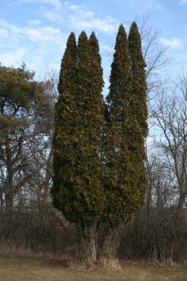 Thuja occidentalis (Eastern Arborvitae), habit, winter