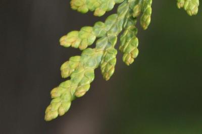 Thuja occidentalis (Eastern Arborvitae), leaf, upper surface