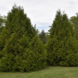 Thuja plicata 'Elegantissima' (Most Elegant Giant Arborvitae), habit, summer