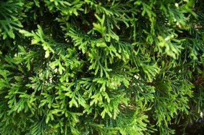 Thuja occidentalis 'Smaragd' (Emerald Eastern Arborvitae), leaf, spring
