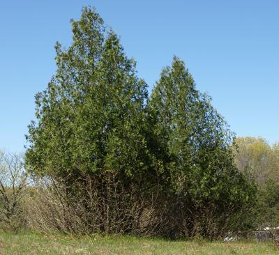 Thuja occidentalis (Eastern Arborvitae), habitat
