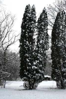 Thuja occidentalis (Eastern Arborvitae), habitat