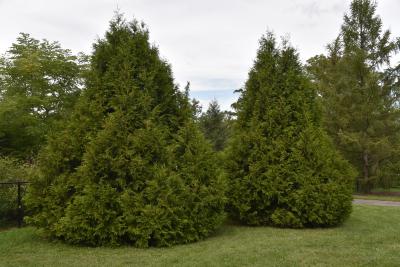 Thuja plicata 'Elegantissima' (Most Elegant Giant Arborvitae), habit, summer