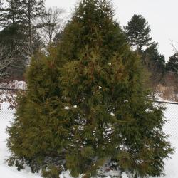 Thuja plicata 'Elegantissima' (Most Elegant Giant Arborvitae), habit, winter