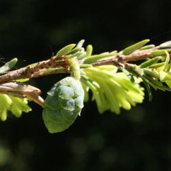 Tsuga canadensis (Eastern Hemlock), cone, immature