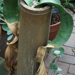 Welwitschia mirabilis (Welwitschia), habit, summer
