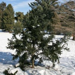 Tsuga diversifolia (Northern Japanese Hemlock), habit, winter