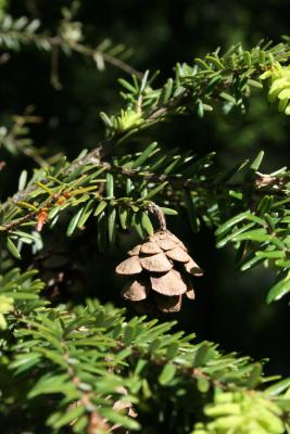 Tsuga canadensis (Eastern Hemlock), cone, mature