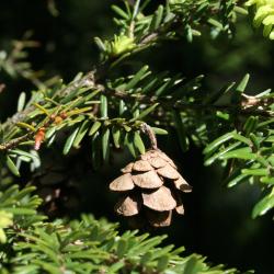 Tsuga canadensis (Eastern Hemlock), cone, mature