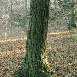 Tsuga canadensis (Eastern Hemlock), bark, trunk