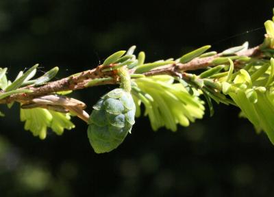 Tsuga canadensis (Eastern Hemlock), cone, immature
