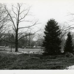 Side view of Arboretum entrance drive with trees during reconstruction when Route 53 was widened