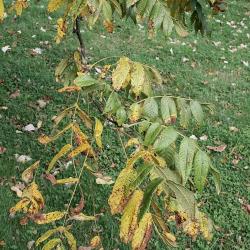 Juglans cinerea (Butternut), leaf, fall