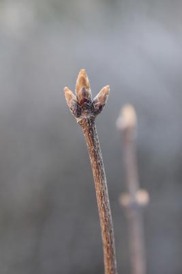 Acer sterculiaceum ssp. franchetii (Franchet's Maple), bud, terminal