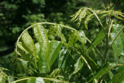 Juglans nigra (Black Walnut), leaf, spring