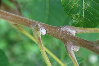 Juglans nigra (Black Walnut), bud, lateral