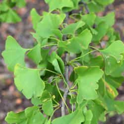 Ginkgo biloba (Ginkgo), leaf, mature