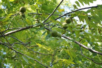 Juglans nigra (Black Walnut), fruit, immature