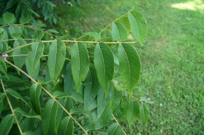 Juglans nigra (Black Walnut), leaf, summer