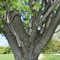 Acer ×freemanii 'Armstrong' (Armstrong Freeman's Maple), bark, mature