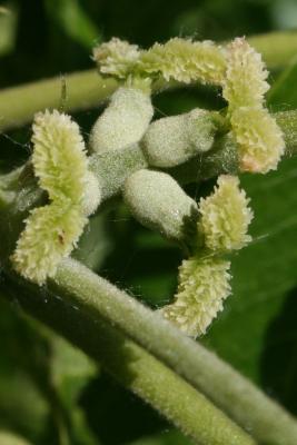 Juglans nigra (Black Walnut), flower, pistillate