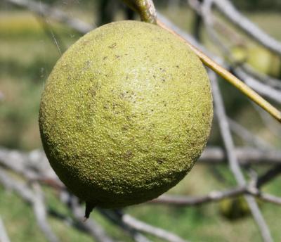 Juglans nigra (Black Walnut), fruit, mature