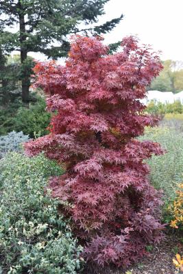Acer palmatum 'Twombly's Red Sentinel' (Twombly's Red Sentinel Japanese Maple), habit, fall
