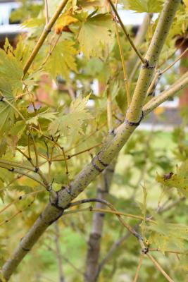 Acer 'Hasselkus' (NORTHERN GLOW) (NORTHERN GLOW® Maple), bark, branch
