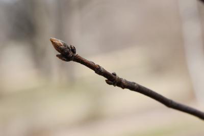 Acer sterculiaceum ssp. franchetii (Franchet's Maple), bud, terminal