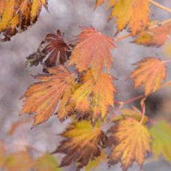 Acer 'Hasselkus' (NORTHERN GLOW) (NORTHERN GLOW® Maple), leaf, fall