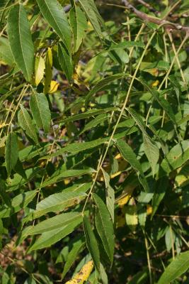 Juglans nigra (Black Walnut), leaf, summer