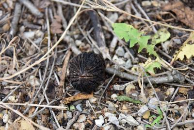 Juglans nigra (Black Walnut), seed