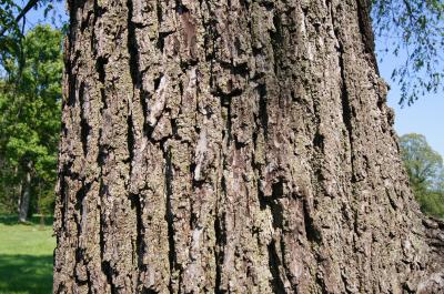 Juglans nigra (Black Walnut), bark, trunk