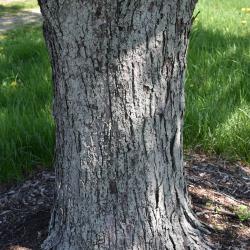 Acer ×freemanii 'Armstrong' (Armstrong Freeman's Maple), bark, trunk