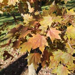 Acer mono (Painted Maple), leaf, fall