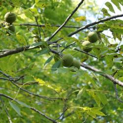 Juglans nigra (Black Walnut), fruit, immature
