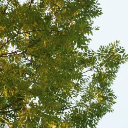 Juglans nigra (Black Walnut), leaf, fall