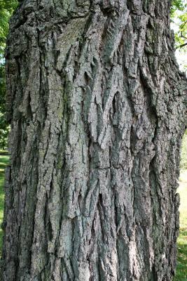 Juglans nigra (Black Walnut), bark, trunk