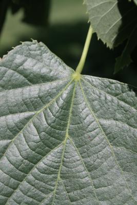 Tilia 'Zamoyskiana' (Zamoyski's Linden), leaf, rib