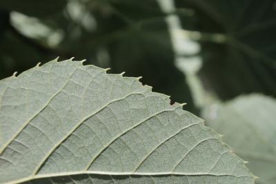 Tilia 'Zamoyskiana' (Zamoyski's Linden), leaf, margin