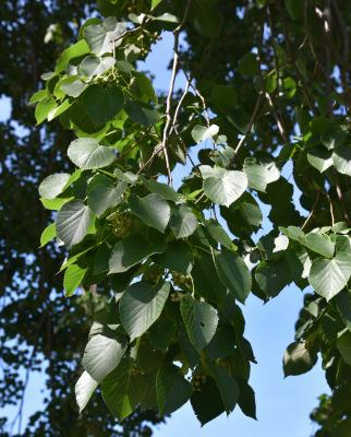 Tilia 'Zamoyskiana' (Zamoyski's Linden), leaf, summer