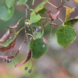 Tilia cordata (Little-leaved Linden), fruit, mature
