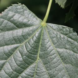 Tilia 'Zamoyskiana' (Zamoyski's Linden), leaf, rib