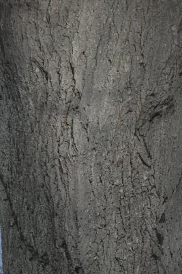 Tilia 'Zamoyskiana' (Zamoyski's Linden), bark, trunk