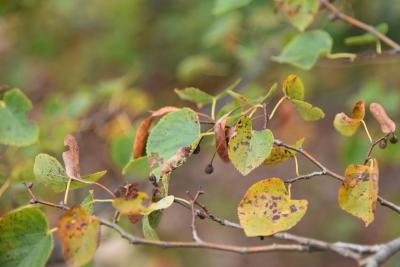 Tilia cordata (Little-leaved Linden), leaf, fall