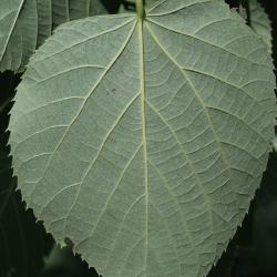 Tilia 'Zamoyskiana' (Zamoyski's Linden), leaf, lower surface