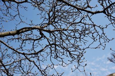 Magnolia denudata (Yulan Magnolia), habit, spring