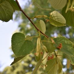 Tilia 'Zamoyskiana' (Zamoyski's Linden), leaf, summer