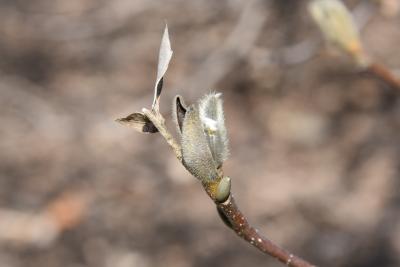 Magnolia denudata (Yulan Magnolia), bud, terminal