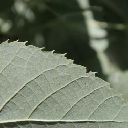 Tilia 'Zamoyskiana' (Zamoyski's Linden), leaf, margin
